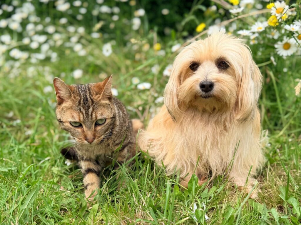 chat-chien